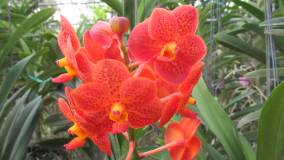 Ferme des orchidées